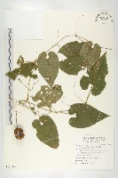 藏品(斑花青牛膽)的圖片
