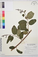 藏品(大黃鱔藤)的圖片