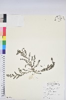 藏品(伏生大戟)的圖片