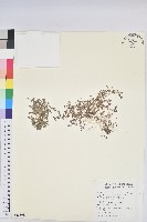 藏品(匍根大戟)的圖片