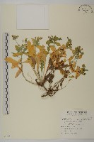 藏品(細葉假黃鵪菜)的圖片