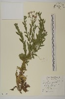 藏品(琴葉紫菀)的圖片