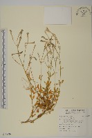 藏品(蠅子草)的圖片