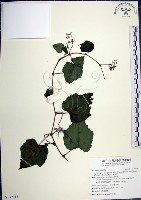 藏品(漢氏山葡萄)的圖片