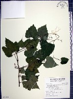 藏品(漢氏山葡萄)的圖片