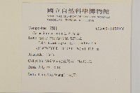 藏品(杓兒菜)的圖片