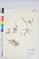 藏品(小葉大戟)的圖片