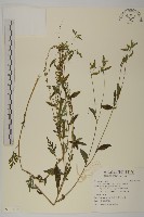 藏品(豬草、瘤果菊)的圖片