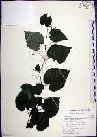 藏品(漢氏山葡萄)的圖片