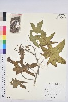 藏品(蓖麻)的圖片