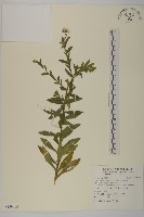 藏品(琴葉紫菀)的圖片