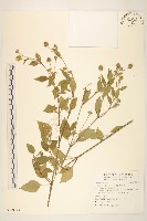 藏品(雙花蟛蜞菊)的圖片