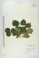 藏品(圓葉裂緣花)的圖片