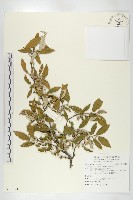 藏品(小葉胡頹子)的圖片