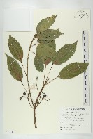 藏品(薯豆)的圖片