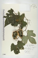 藏品(槭葉括摟)的圖片