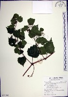 藏品(漢氏山葡萄)的圖片