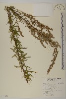 藏品(南毛蒿)的圖片