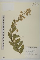 藏品(臺灣艾納香)的圖片