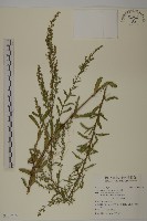 藏品(牡蒿)的圖片