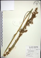 藏品(扭鞘香茅)的圖片