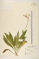 藏品(兔仔菜)的圖片