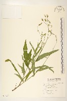 藏品(鵝仔草)的圖片