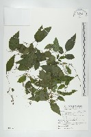 藏品(絞股藍)的圖片