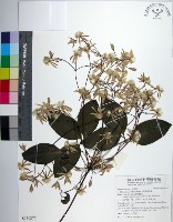 藏品(厚葉鐵線蓮)的圖片