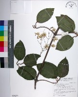 藏品(厚葉鐵線蓮)的圖片