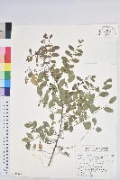 藏品(多花油柑、白仔)的圖片