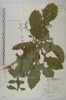 藏品(裂葉艾納香)的圖片