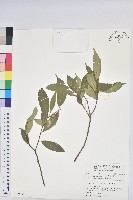 藏品(臺灣土沉香)的圖片