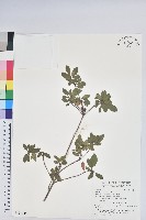 藏品(唐杜鵑、大屯杜鵑、中原氏杜鵑)的圖片