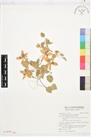 藏品(屏東鐵線蓮)的圖片