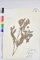 藏品(紅毛饅頭果)的圖片