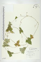 藏品(茅瓜)的圖片