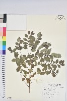 藏品(紅仔珠)的圖片