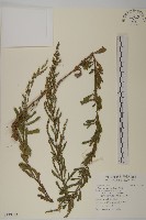 藏品(牡蒿)的圖片