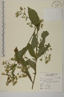 藏品(薄葉艾納香)的圖片