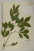 藏品(大丁黃)的圖片