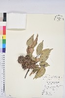 藏品(大葉苦櫧)的圖片