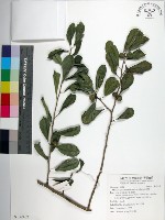 藏品(柘樹)的圖片