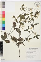 藏品(臺灣鐵線蓮)的圖片