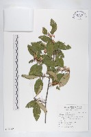 藏品(藤胡頹子)的圖片