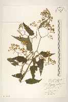 藏品(蔓黃菀)的圖片