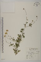 藏品(蓬萊油菊)的圖片