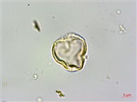 藏品(蓮花池柃木)的圖片