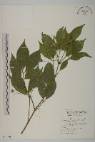 藏品(大丁黃)的圖片