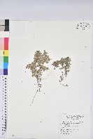 藏品(匐根大戟)的圖片